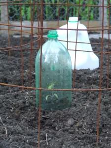 Tomatoes sheltered in bottle cloches Tomatoes sheltered in bottle cloches