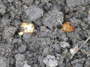planted onion sets planted onion sets