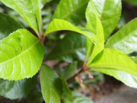 Ardesia Foliage Ardesia Foliage
