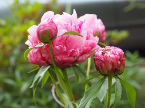 Peonies Peonies
