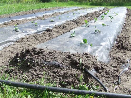 My friend uses drip irrigation with fabric 'mulch' in her garden. My friend uses drip irrigation with fabric 'mulch' in her garden.