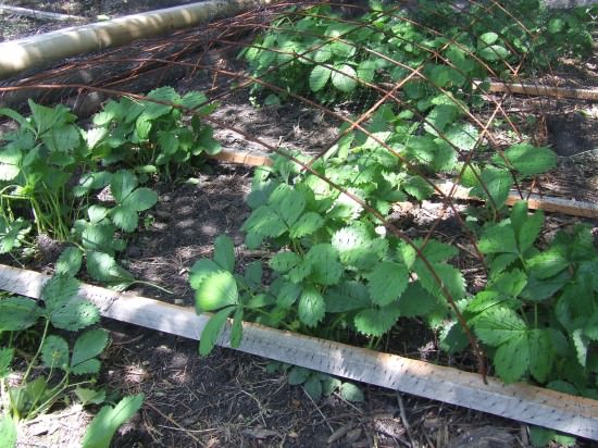 The season's first strawberries will appear soon! The season's first strawberries will appear soon!