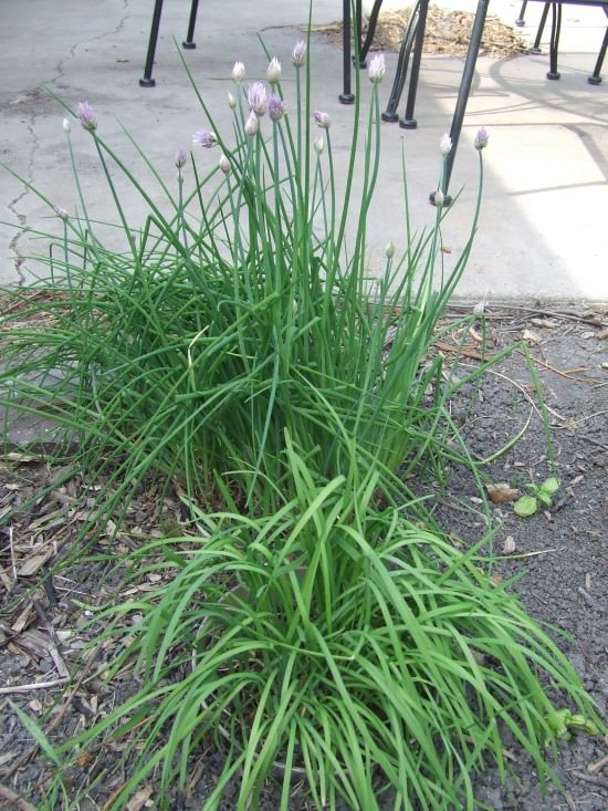 Chives (Common & Garlic) Chives (Common & Garlic)