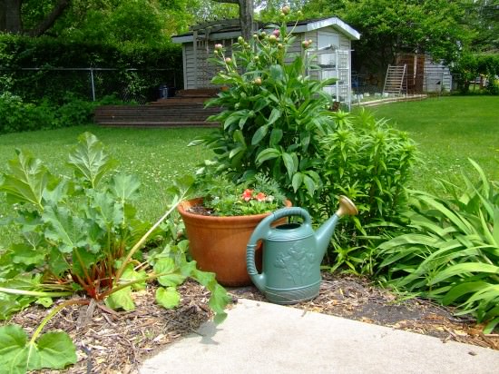 Grass clippings mulch Grass clippings mulch