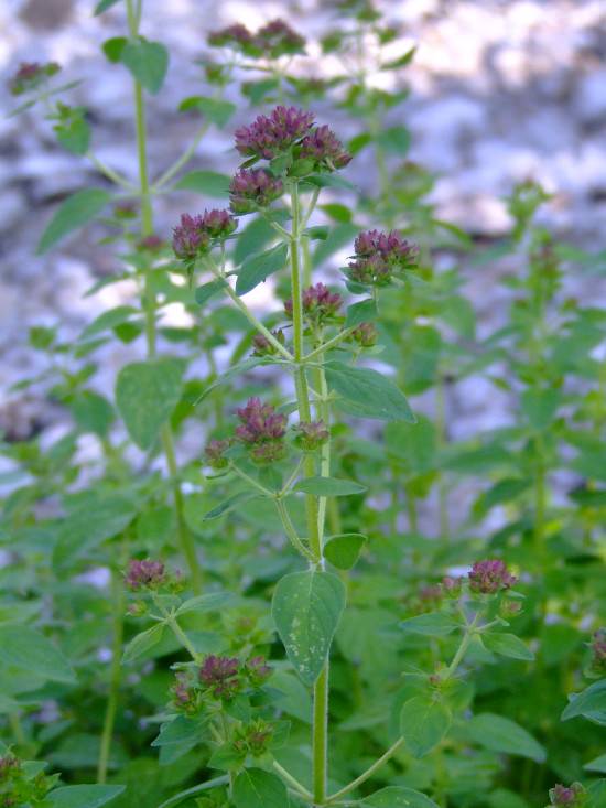Common Oregano Common Oregano