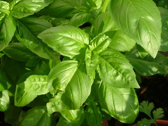 Basil Basil
