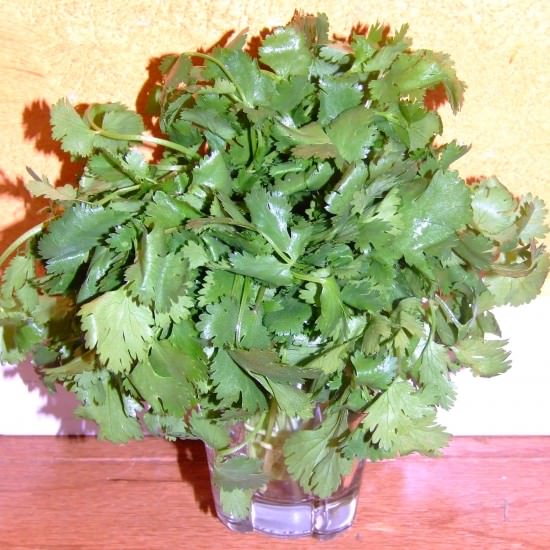 Cilantro Cilantro