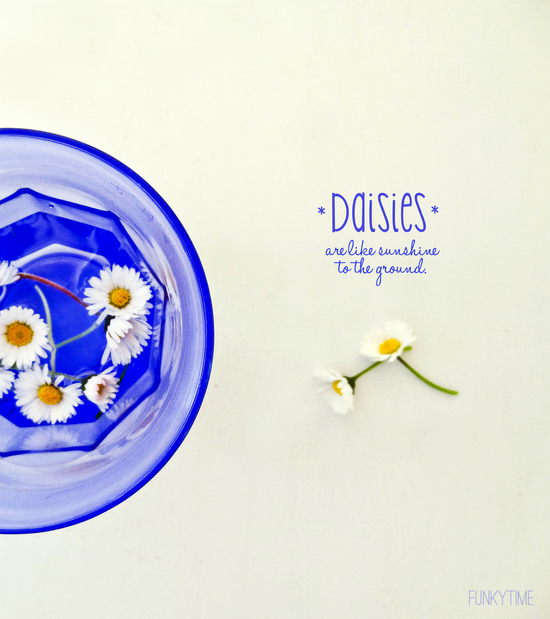 daisies are like sunshine to the ground