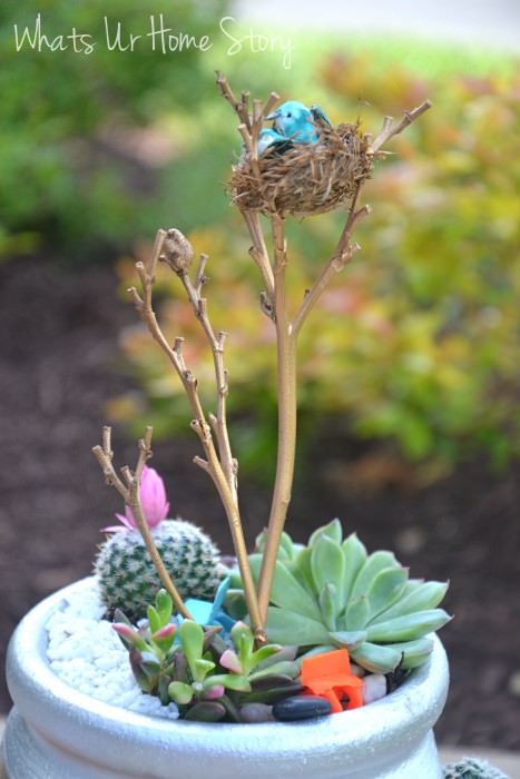 succulents2