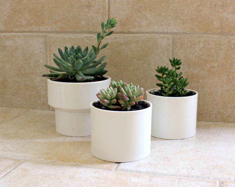 succulent trio