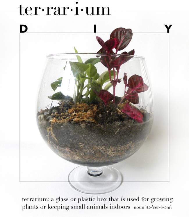 kraftmint_terranium_main-jpg