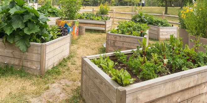 raised garden
