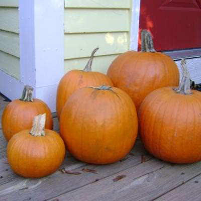 No Carve Pumpkin Decorating